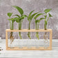 Glass and Wood Vase Planter Terrarium Table Desktop Hydroponics Plant